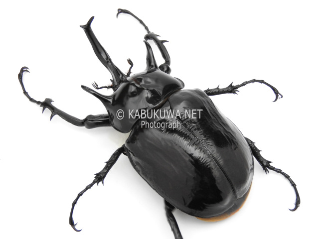 マルスゾウカブト 1-2齢幼虫 1頭