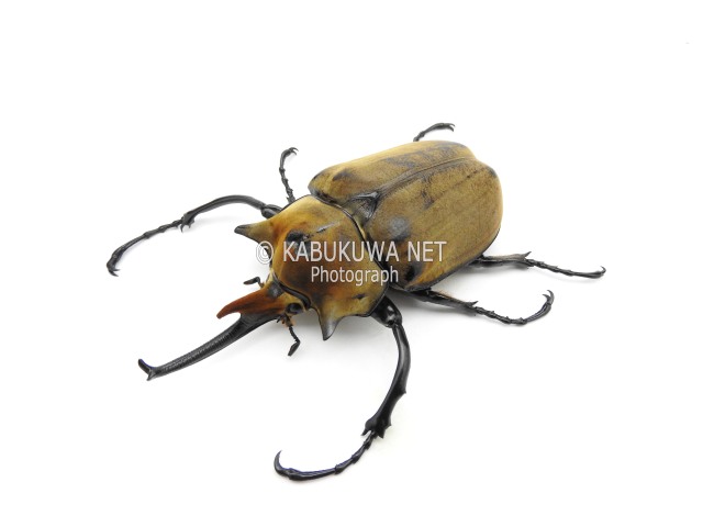 エレファスゾウカブト １－２齢幼虫 お得な ４頭セット！