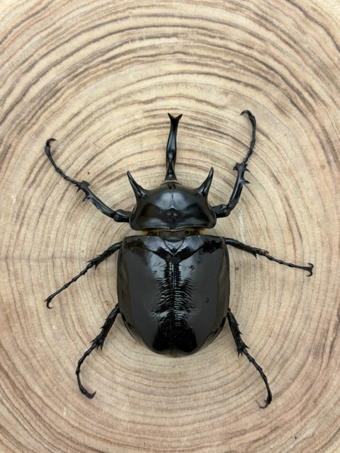 マルスゾウカブト ♂９９ｍｍ ペア