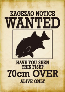 WANTEDステッカー（石鯛）