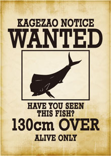 WANTEDステッカー（シイラ）