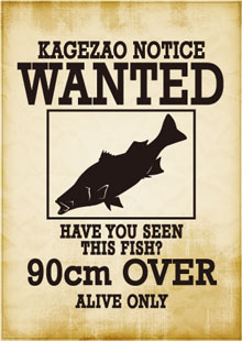 WANTEDステッカー（ヒラスズキ）