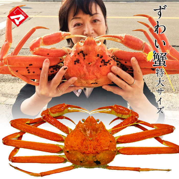 【冷凍発送】黄色タグ付！越前ずわい蟹・大蟹（約1kg）１杯 保冷容器込み[_216902_]【NE】