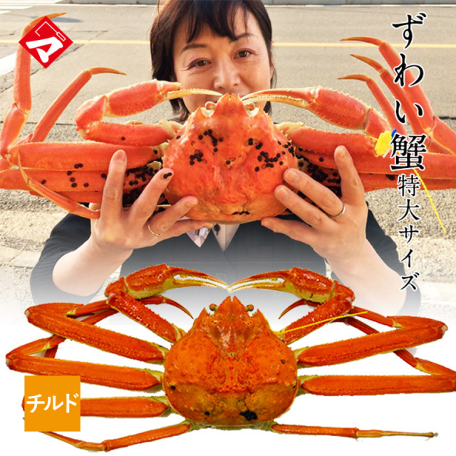 【チルド発送】黄色タグ付！越前ずわい蟹（特大）・大蟹（約1kg）１杯 保冷容器込み[_116902_]【NE】