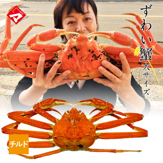 【チルド発送】黄色タグ付！越前ずわい蟹（大）・大蟹（約850g）１杯 保冷容器込み[_116901_]【NE】