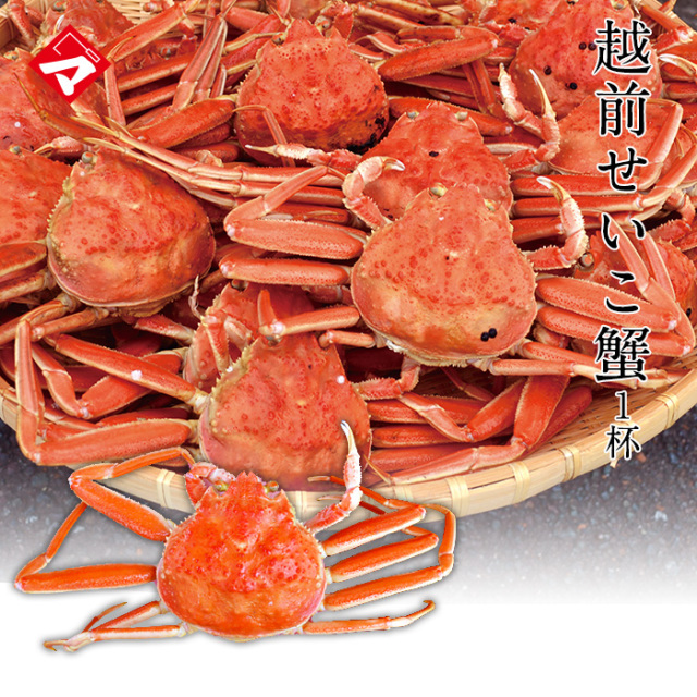 【冷凍発送】越前せいこ蟹（せこ蟹）1杯入　越前蟹　越前カニ　越前ガニ [_216927_]保冷容器込み【NE】