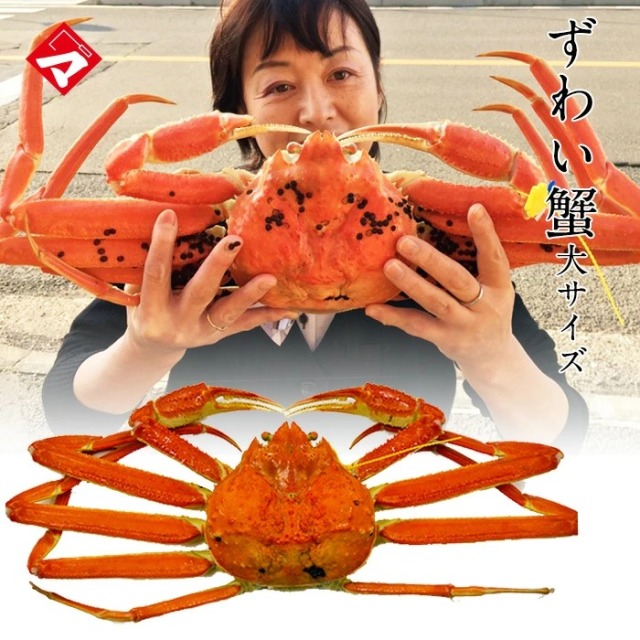 【冷凍発送】黄色タグ付！越前ずわい蟹（大）・大蟹（約850g）１杯 保冷容器込み[_216901_]【NE】