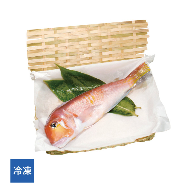 甘鯛延縄　新品 冷凍】 若狭ぐじ(甘鯛)一汐 1尾［_216502_］ 若狭小浜 かぎ孫 津田孫兵衛