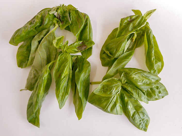 九州産バジル(市場野菜) 10ｇ【0.1kg】