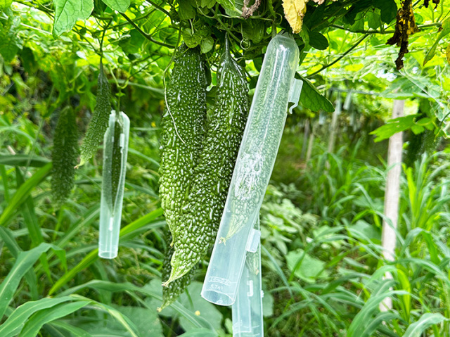 鹿児島県産ゴーヤ(にがうり)