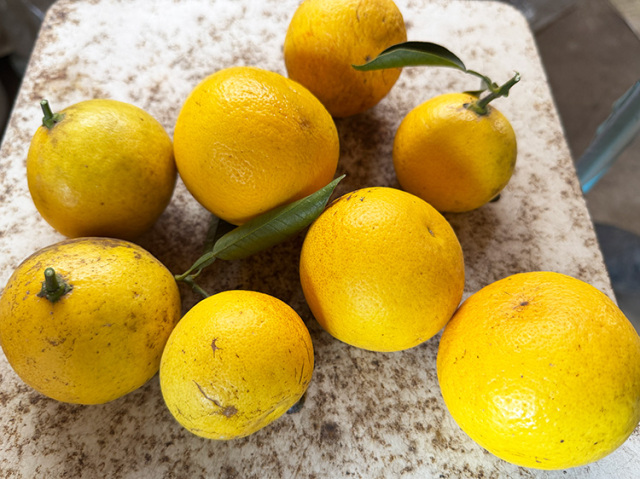 鹿児島県産 日向夏 1kg【1.2kg】