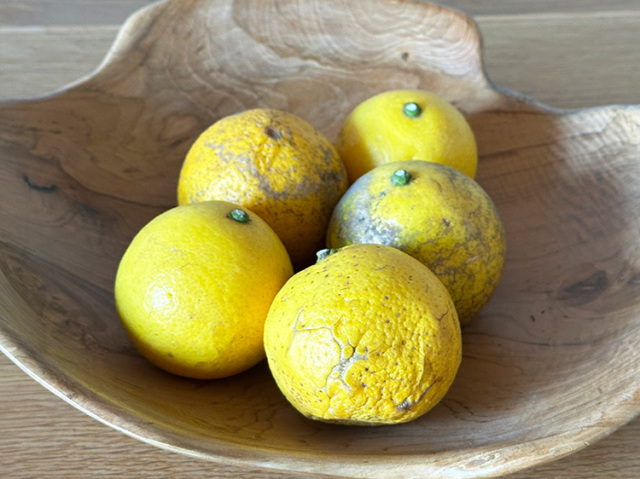 鹿児島県産　日向夏 1kg【1.2kg】