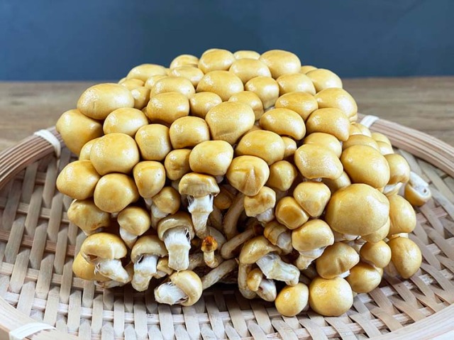 kabutorinameko5.jpg?t=