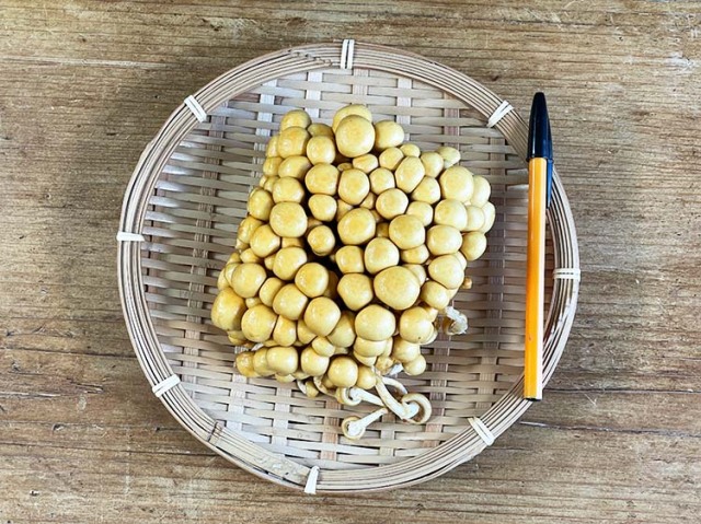 九州産 株採りなめこ