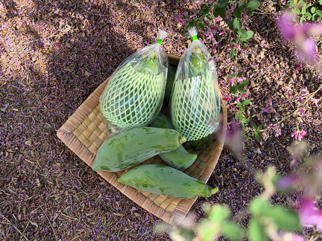 鹿児島県産 青パパイヤ 1玉【0.5kg】