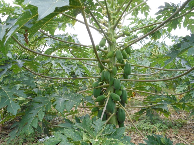 鹿児島県産 青パパイヤ