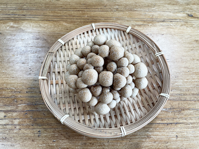 九州産 ぶなしめじ(市場野菜) 100ｇ【0.4kg】
