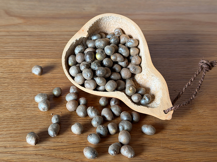 鹿児島郷土野菜 むかご 100g【0.2kg】