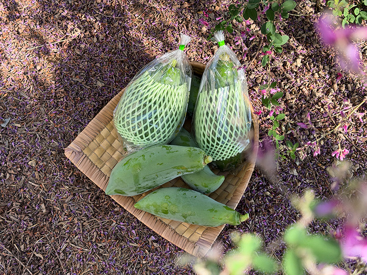 鹿児島県産 青パパイヤ 1玉【0.5kg】