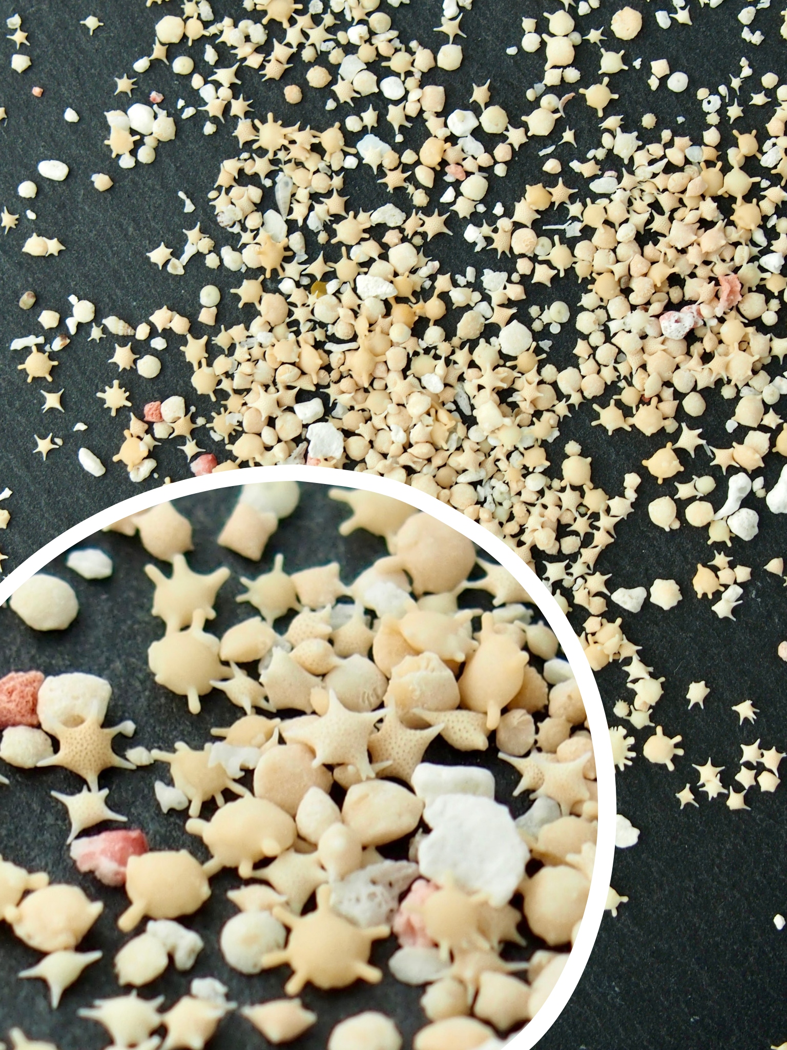 天然星の砂（漂白済み）【約1～3mm】[メール便可-100g×6袋まで]  En:  Star sands breached (Size:1-3mm)