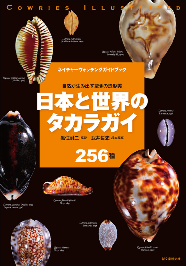 【図鑑】日本と世界のタカラガイ