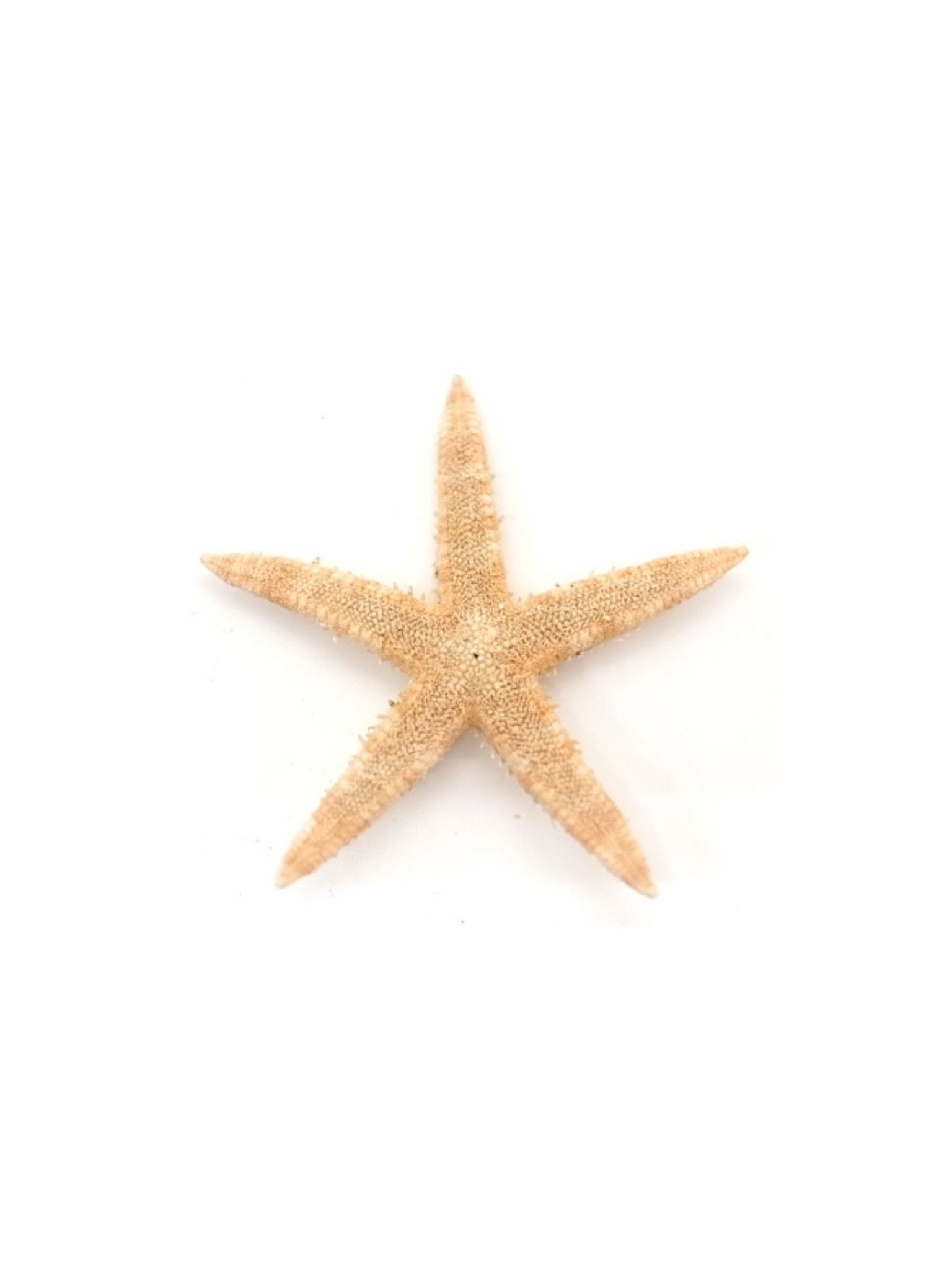 モミジ【6ｃｍ前後】[メール便可 - 50個まで]　En: Sugar starfish (size:6ｃｍ) 貝殻