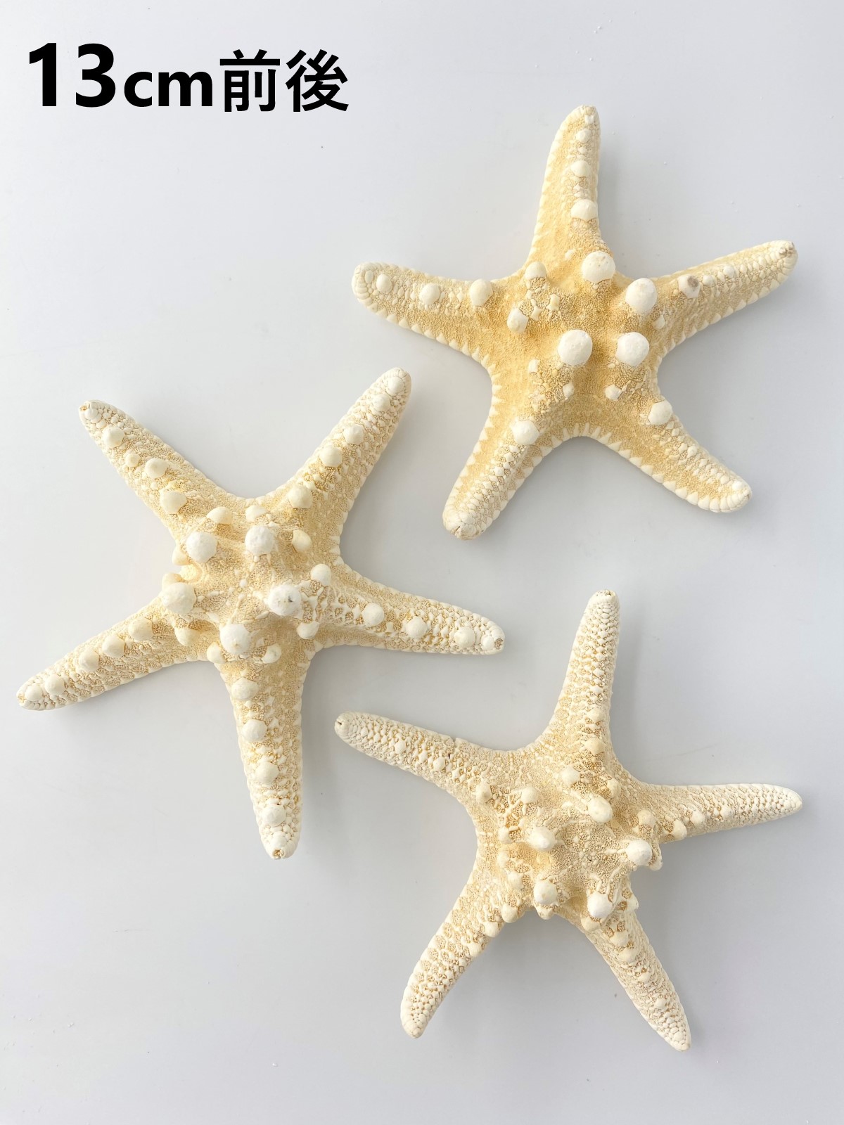 コブヒトデ【13ｃｍ前後】En: Philippine starfish (size: approx. 13cm) 貝殻