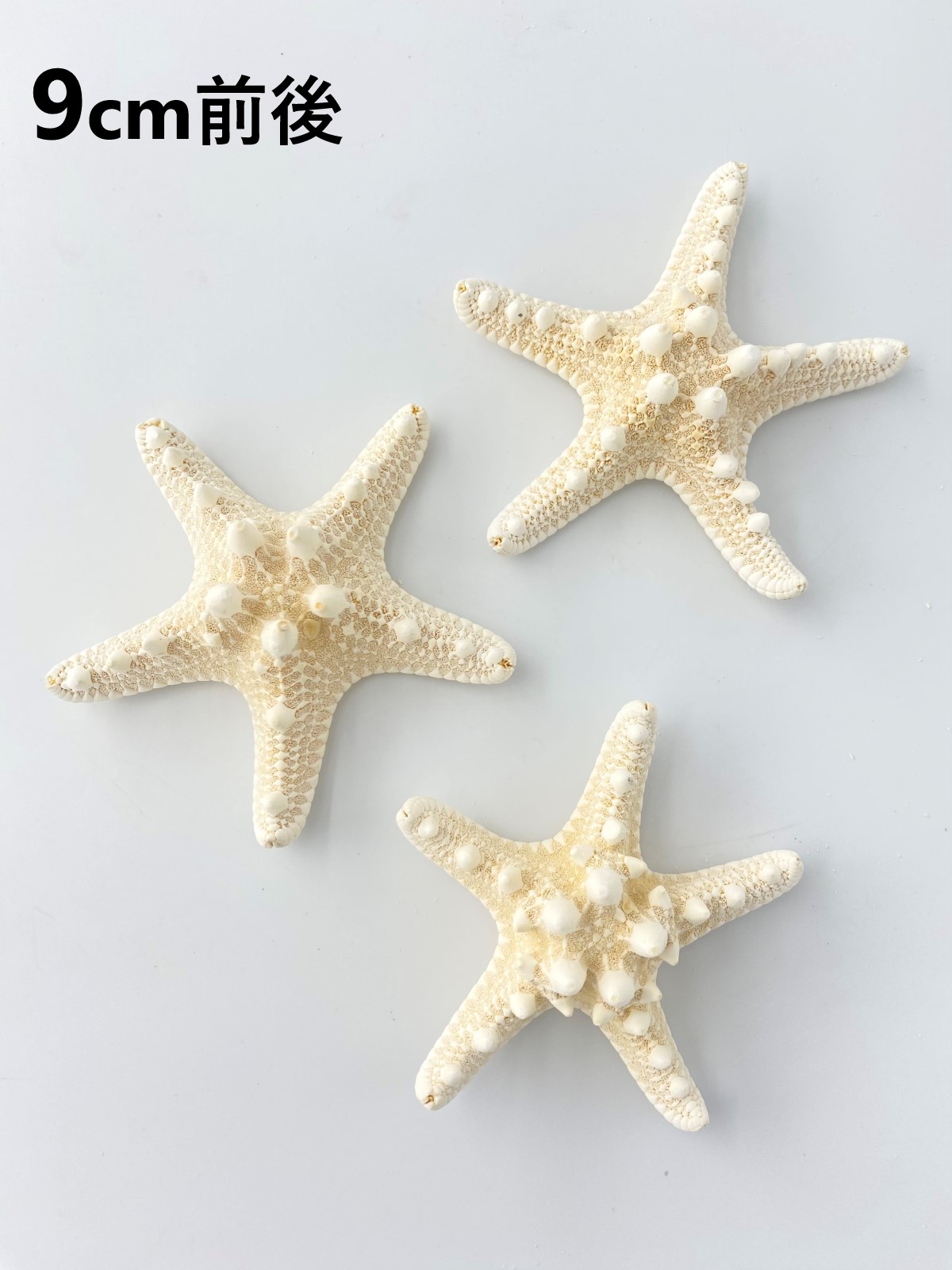 コブヒトデ【9ｃｍ前後】 En: Philippine starfish (size: approx. 9cm)