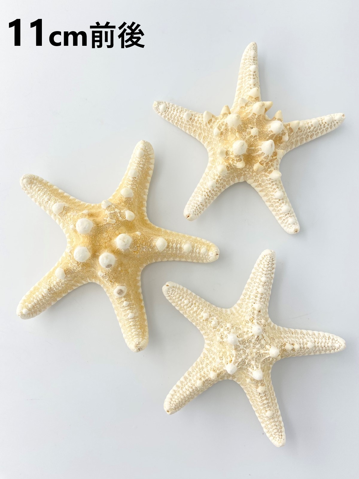 コブヒトデ【11ｃｍ前後】  En: Philippine starfish (size: approx. 11cm) 貝殻