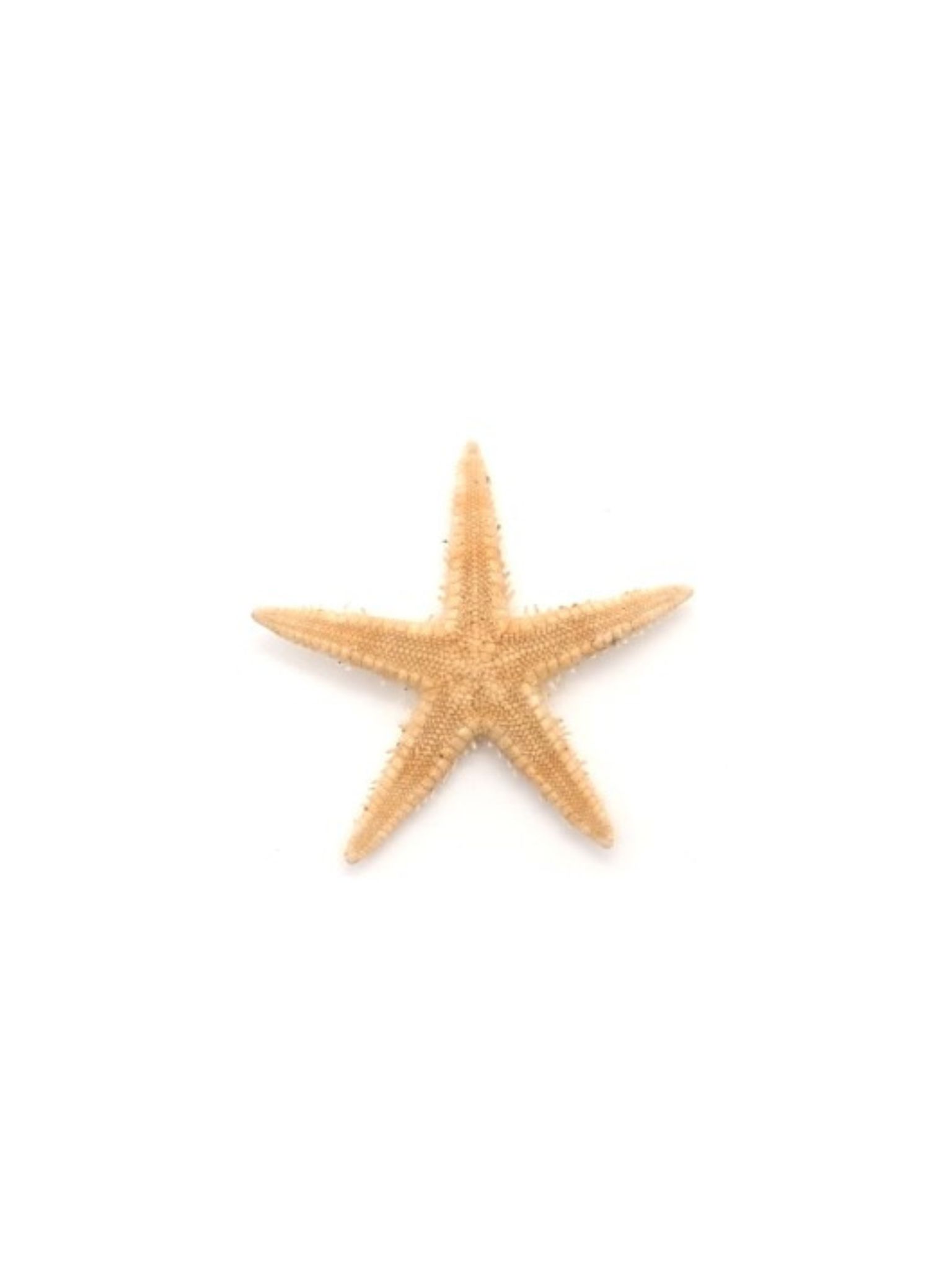7月のお買い得 [20%OFF]モミジ【3.5ｃｍ前後】[メール便可 - 300個まで]　En: Sugar starfish (size:3.5ｃｍ)