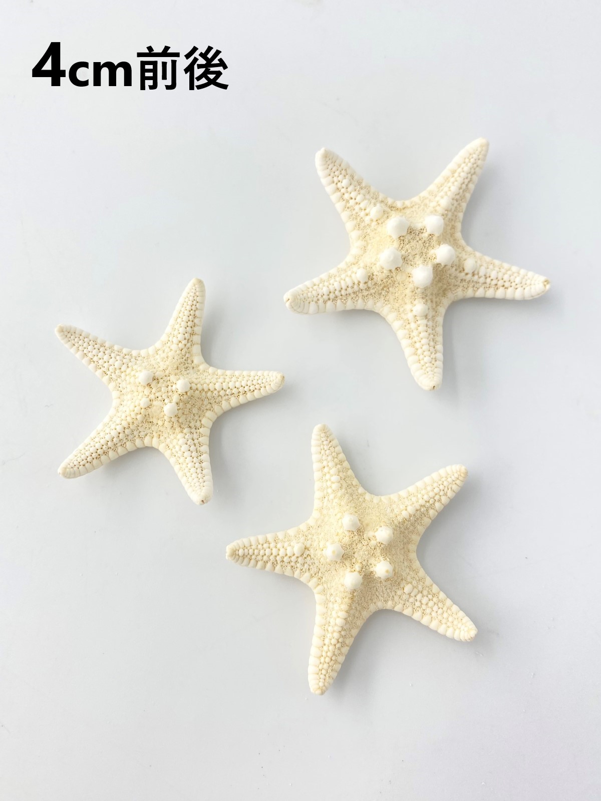 コブヒトデ【4cm前後】[メール便可-50個まで]  En: Philippine starfish (size: approx. 4cm)