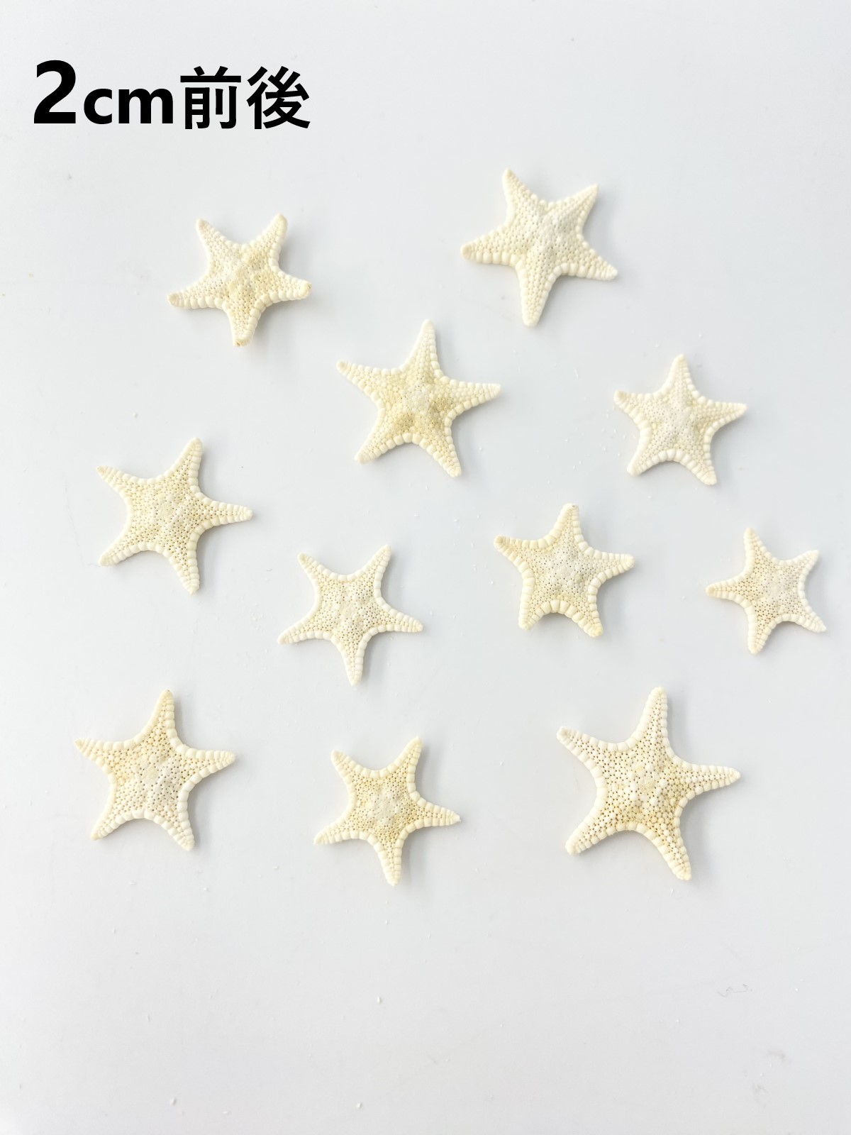 コブヒトデ【2cm前後/10個入り】[メール便可] En: Philippine starfish, size: approx. 2cm, per:10pcs