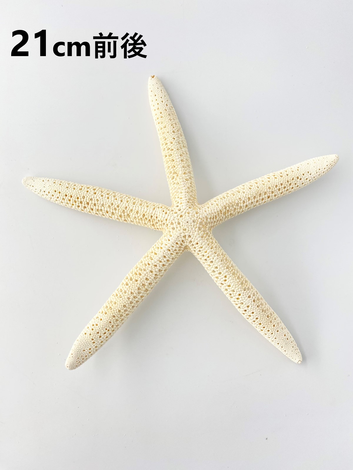 スターフィッシュ【21ｃｍ前後】（En：Finger Starfish, size: approx. 21cm） 貝殻