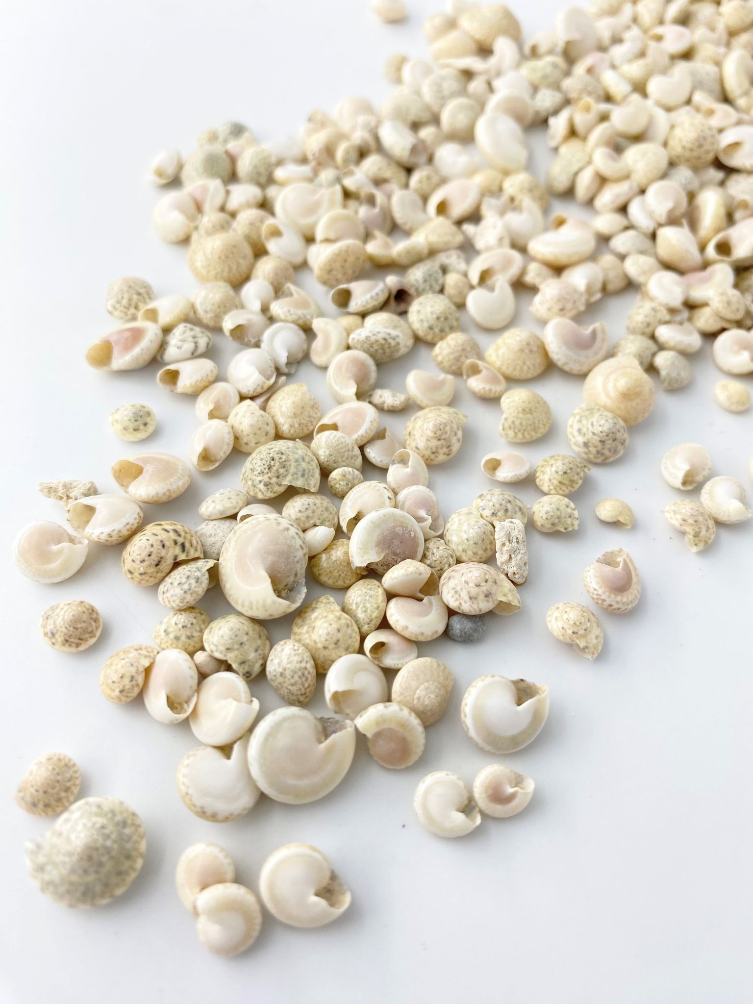 ホワイト アンボンニュ(サラサキサゴ)【約1±0.5ｃｍ】[メール便可-400ｇまで]  　 En:  Umbonium  -white- (size:1±0.5cm)