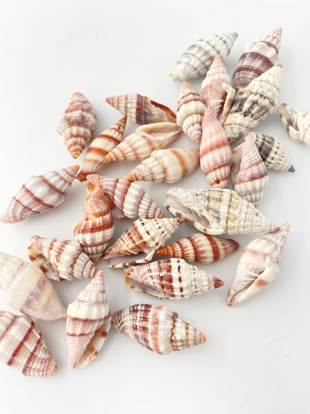 オオミノムシガイ【約3.0～5.0ｃｍ】[メール便可-400gまで]  En: Mitrasanguisuga(Size3-5cm) 貝殻