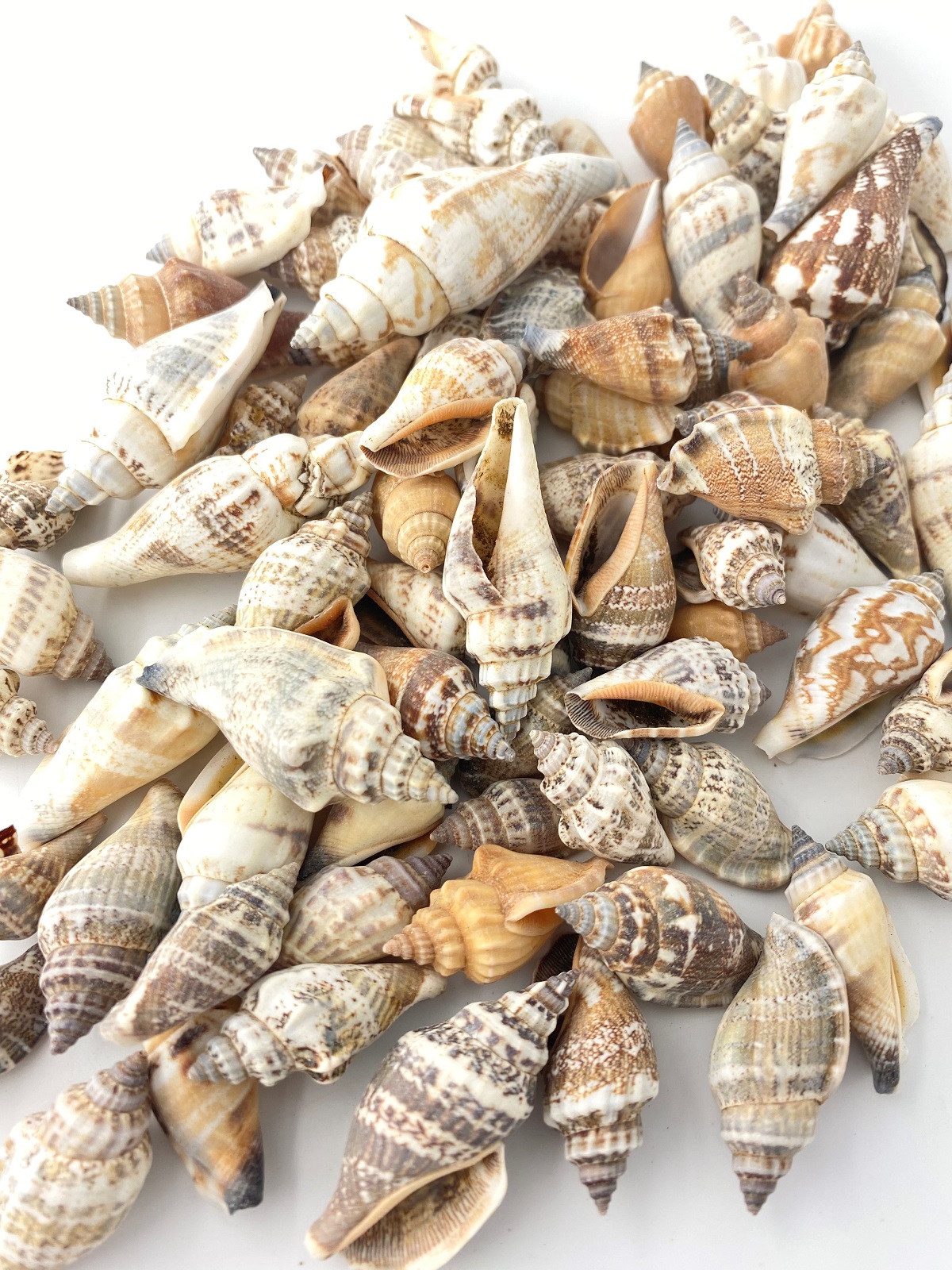 ウルシス【約2.5～5.0ｃｍ/500ｇ】   En: Strombus Urces (Size:2.5-5cm,per 500g) 貝殻