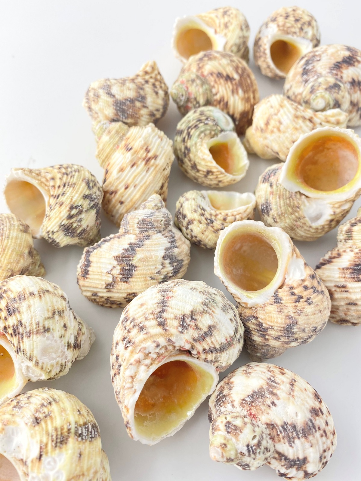 キングチサザエ【約4.0～6.0ｃｍ/500g 】 En: Turbo Gold Mouth (Size:4-6cm, per 500g) 貝殻