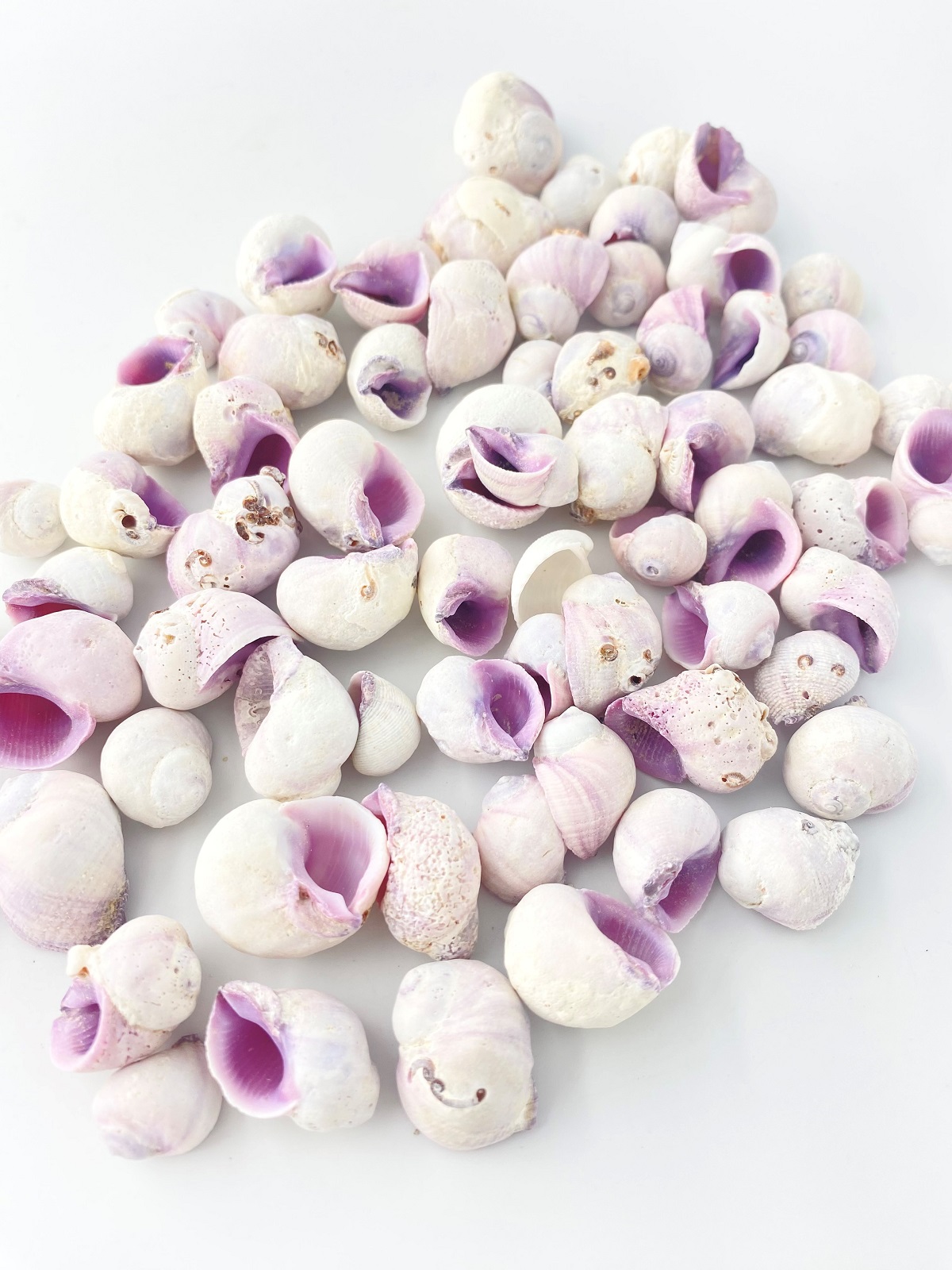 クチムラサキサンゴヤドリ【約1.5～3.0ｃｍ】[メール便可-500ｇまで]En: Cebu beauty (size:1.5-3cm) 貝殻