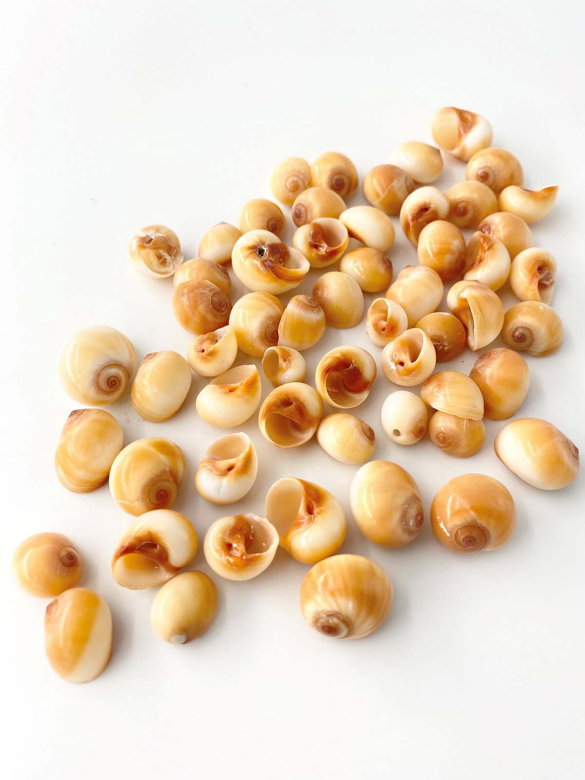 キハダトミガイ磨き【約1.5～2.0ｃｍ/100ｇ】[メール便可-4袋まで]  En: Polinices aurantius polished(Size:1.5-2cm, per 100g) 貝殻