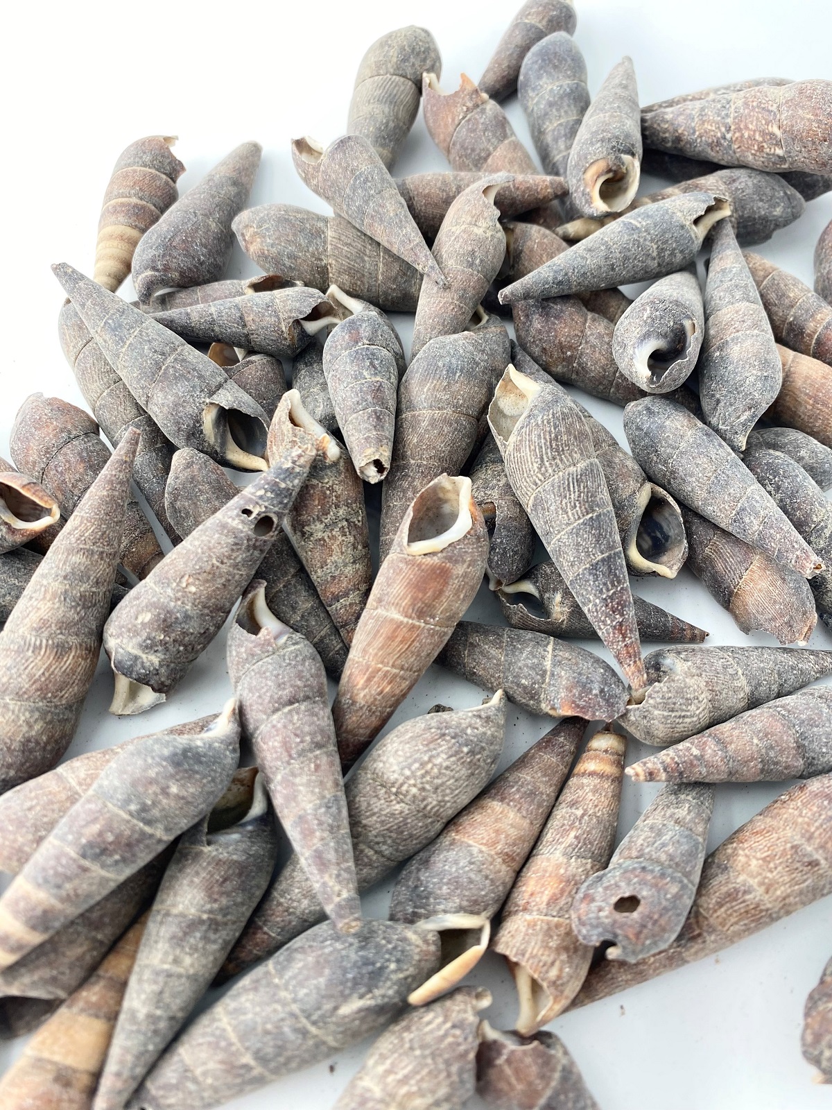 ファヌスエター【約4.0～6.0ｃｍ】[メール便可-400gまで]    En: Fuaus aster (Size:4-6cm) 貝殻