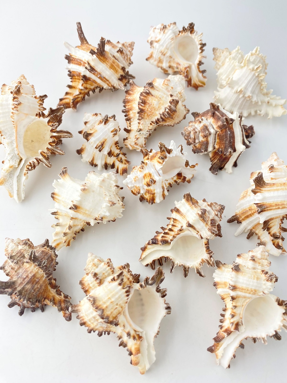 ノシメガンゼキ【約4.5～8.0cm/500ｇ】En:  Murex Endebia (Size:4.5-8cm, per 500g) 貝殻