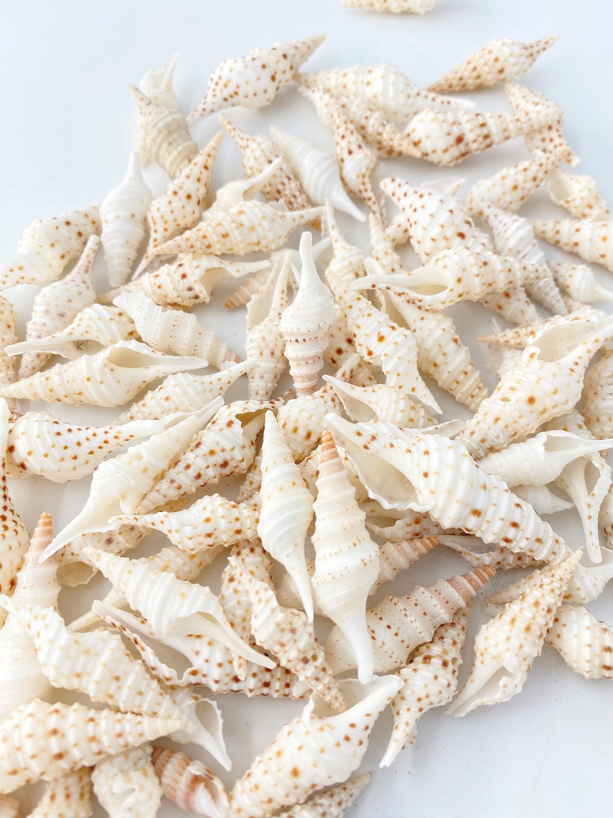ハデクダマキガイ【約3.5～6.0ｃｍ/100ｇ】[メール便可-4袋まで]  En:Turris babylonia (Size:3.5-6.0cm, per 100g) 貝殻