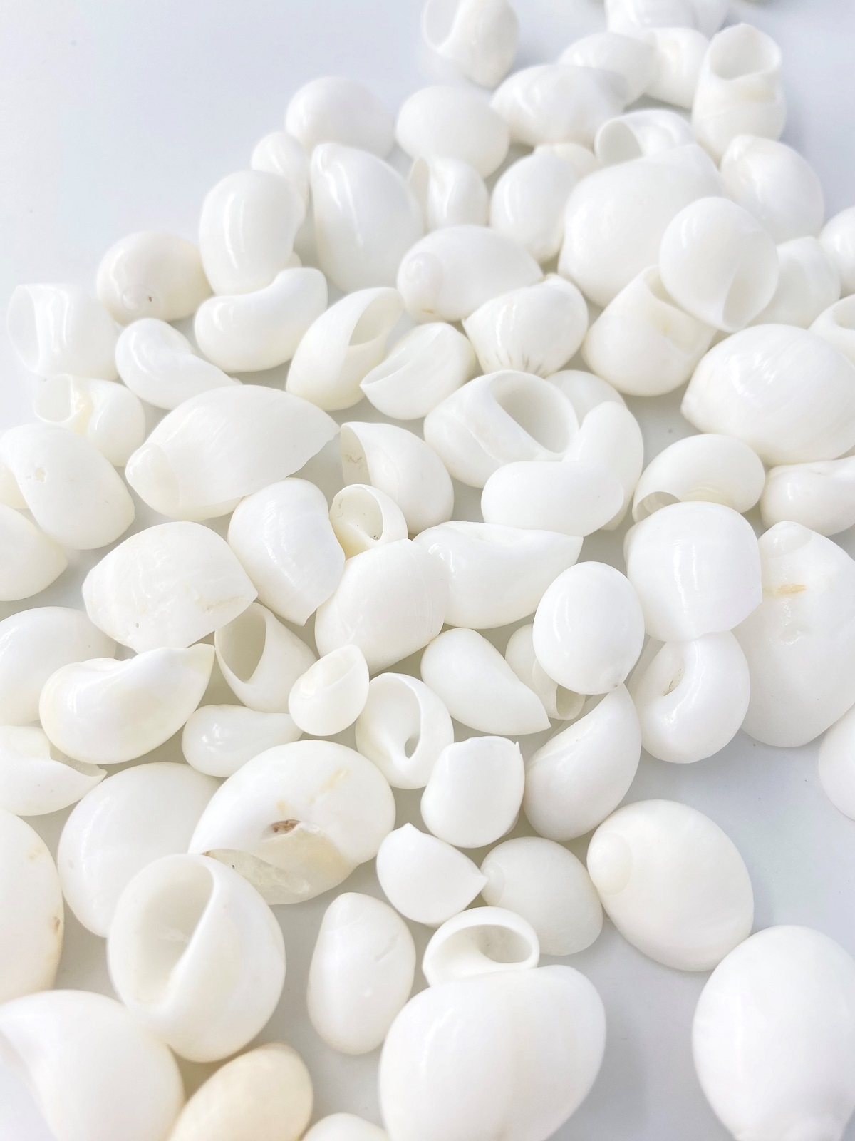 トミガイ磨き【約1.0～2.5ｃｍ/100ｇ】[メール便可-4袋まで]   En: Polinices mammilla  polished (Size:1-2.5cm, per 100g) 貝殻