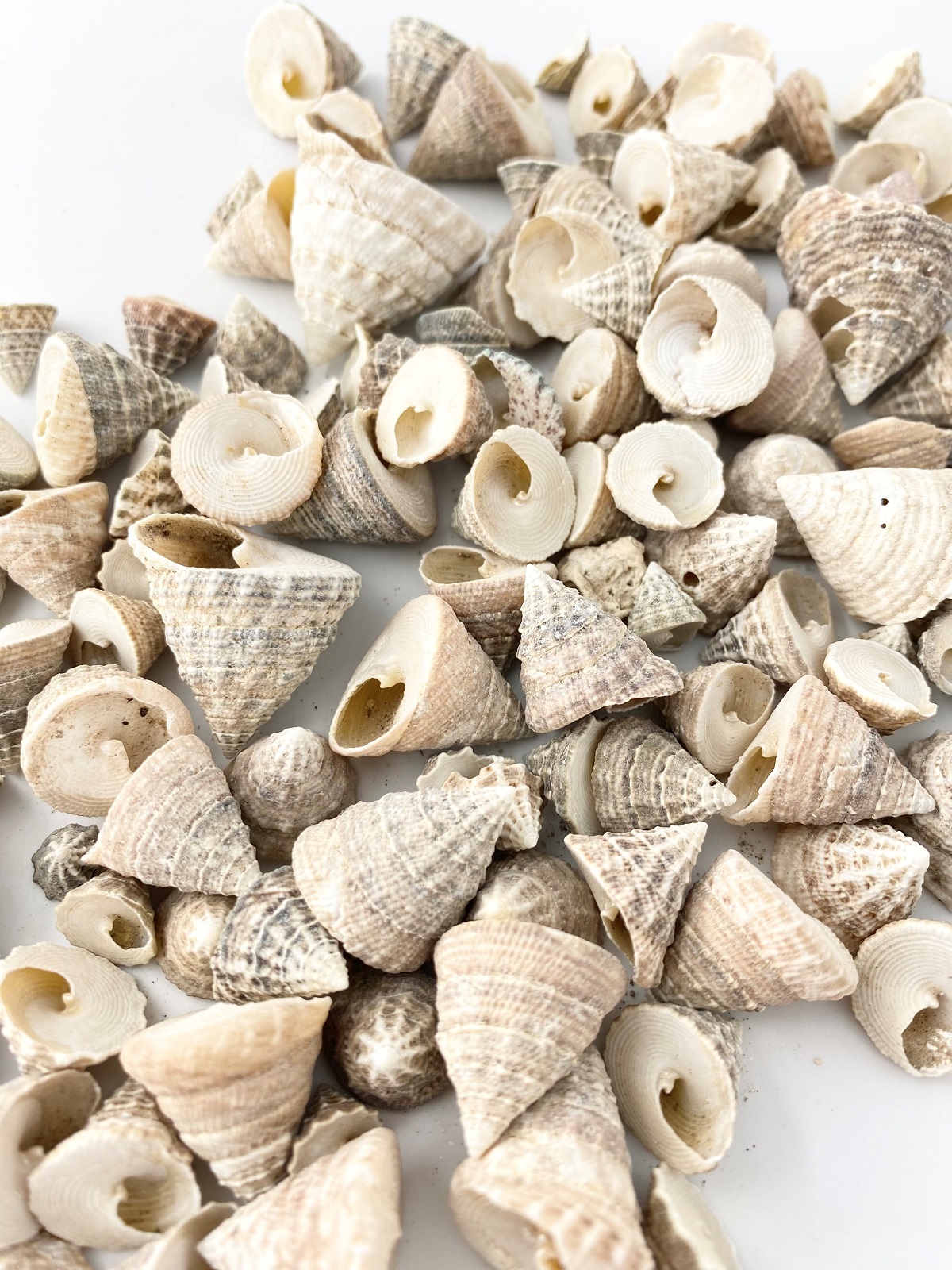 グランディナ大小ミックス(ウズガイ)【約1～3ｃｍ/500ｇ】   En: Echinellopsis grandinatus (size: 1-3cm, per 500g) 貝殻