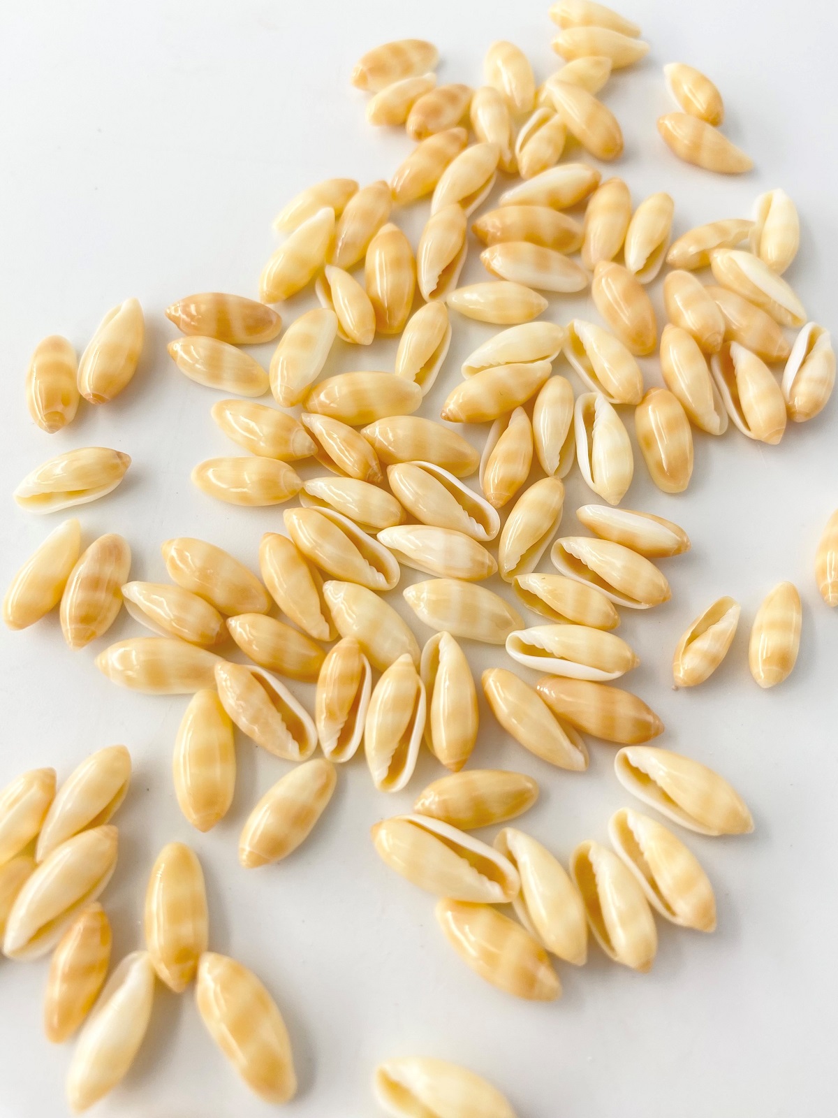 ライスシェルナチュラル特選【約1.0～1.5ｃｍ/約100個入】[メール便可]  En: Rice shell (Size:1-1.5cm, per 100pcs) 貝殻