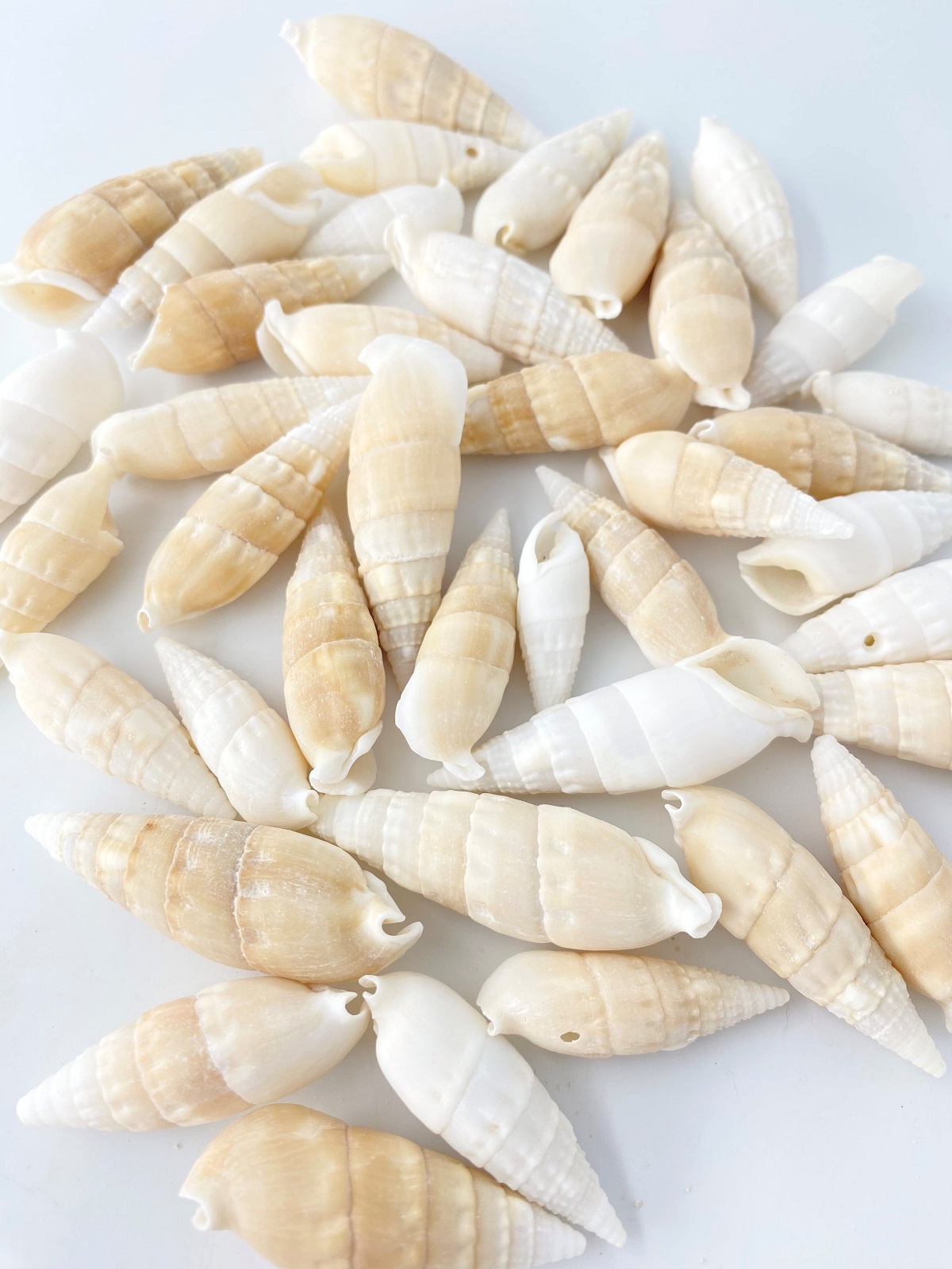 ベルタガス ライトブラウン(タケノコカニモリ)【約3.5～5.0ｃｍ/500ｇ】  En:Rhinoclavis vertagus (size:3-5cm, per 500g) 貝殻