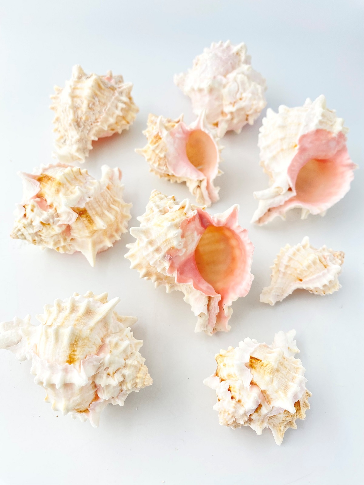 ピンクムレックス【約7～10ｃｍ/約1kg】(クレナイガンゼキボラ)En: Pink Murex (size:7-10cm, per 1kg) 貝殻