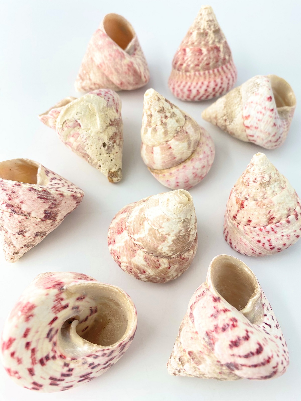 ベニシリダカ【約4.0～6.0ｃｍ/500ｇ 】 En:Tectus conus (size:4-6cm, per 500g) 貝殻