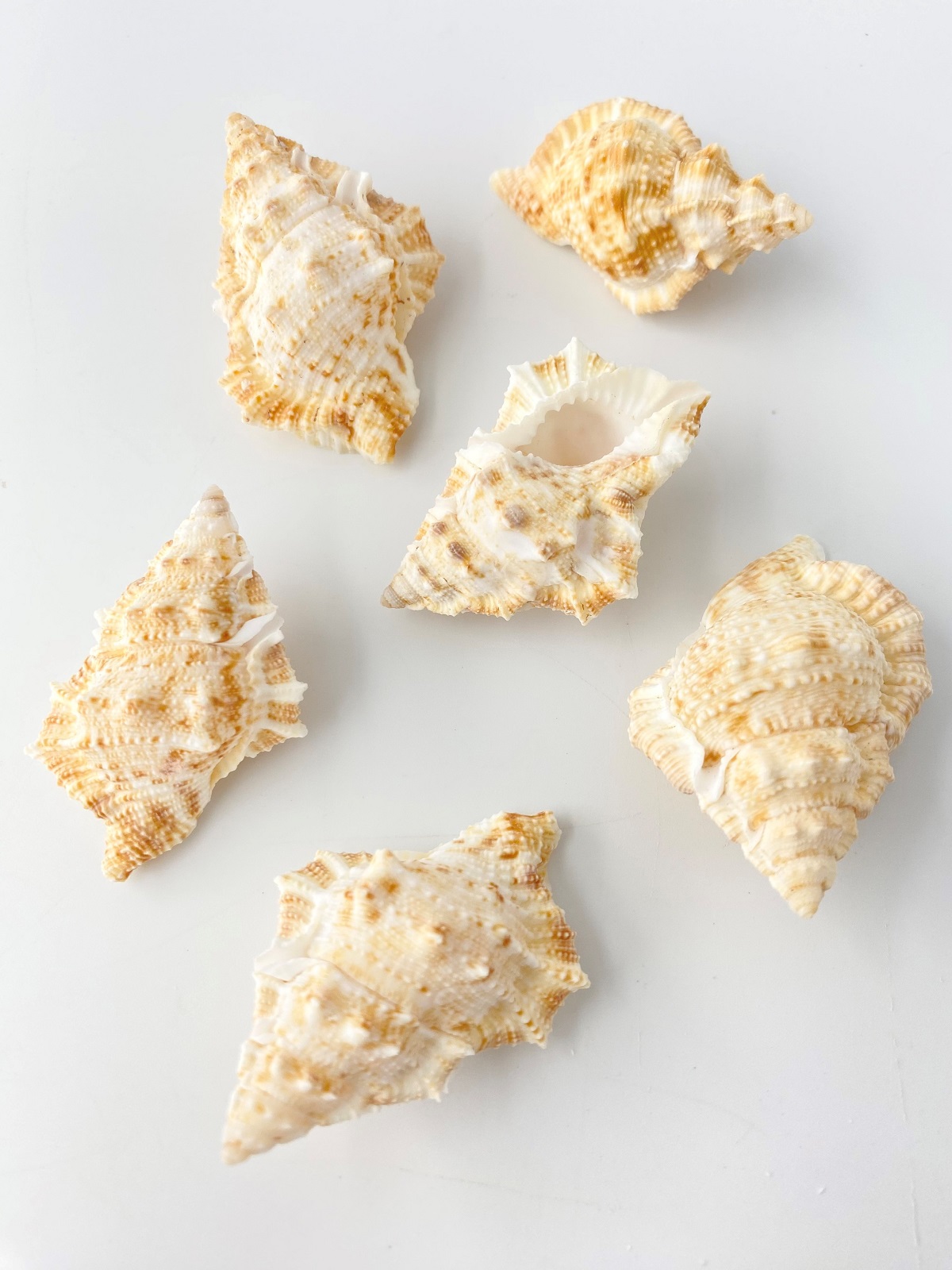 ブフォナリアノビリス(オニウネボラ)【約3～6ｃｍ/100ｇ】[メール便可-3袋まで] En: Bufonaria Nobilis (Size:3-6cm, per 100g) 貝殻