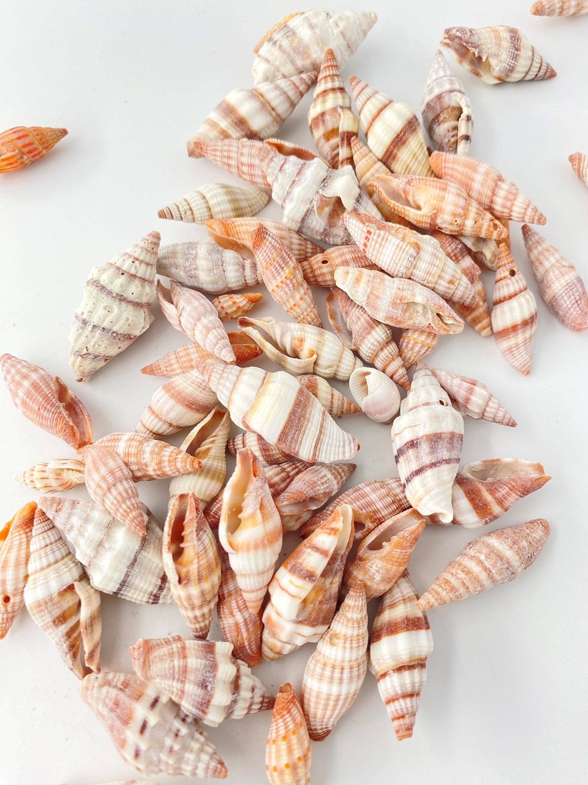 ミノムシガイ大小ミックス【約1.5～4.5ｃｍ】[メール便可-600gまで]  En:Vexillum baltealatum (Size:1.5-4.5cm) 貝殻